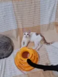 VICTOR