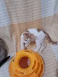 VICTOR