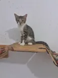 BERTA