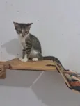 BERTA