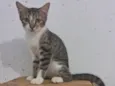 BERTA