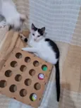 Davi
