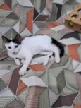 Davi