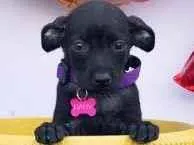 Cachorro raça SRD-ViraLata idade 2 a 6 meses nome Baby 