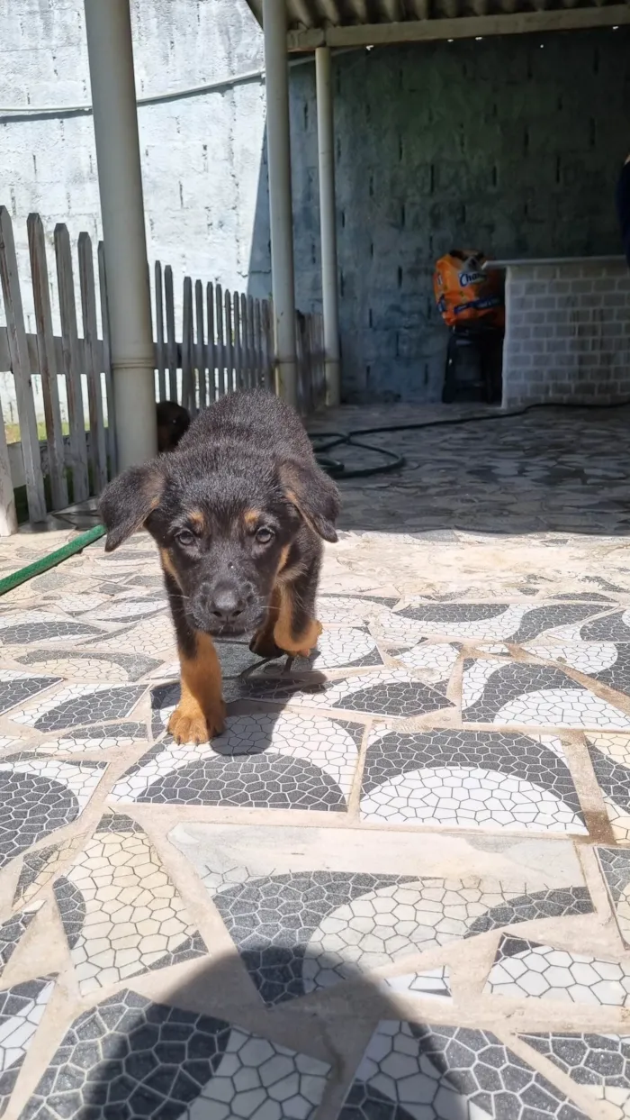 Cachorro ra a Pastor Alemão idade Abaixo de 2 meses nome Rick 