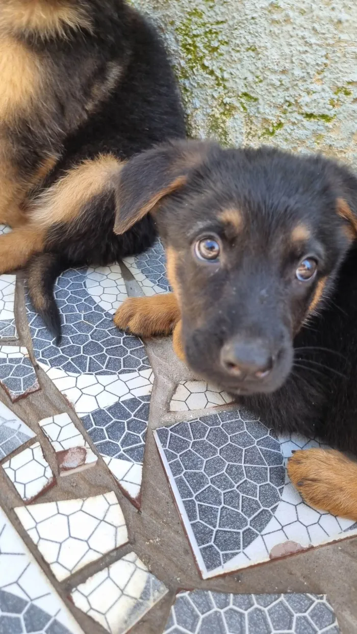 Cachorro ra a Pastor Alemão idade Abaixo de 2 meses nome Rick 