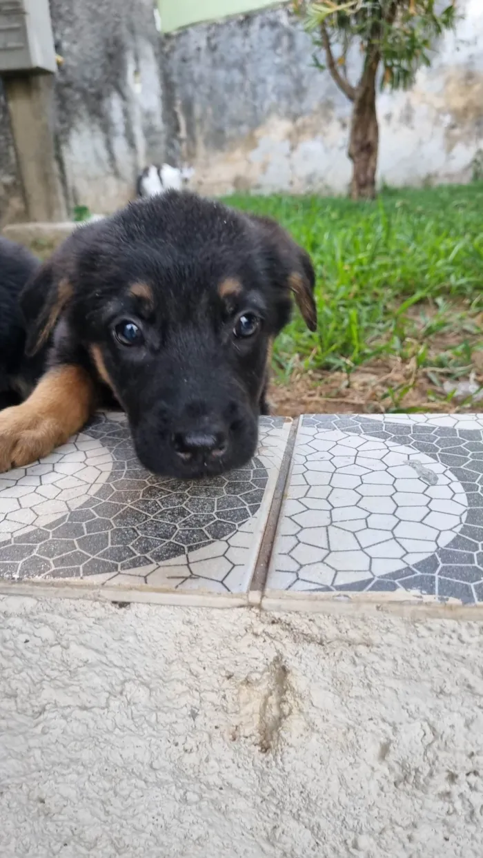 Cachorro ra a Pastor Alemão idade Abaixo de 2 meses nome Rick 