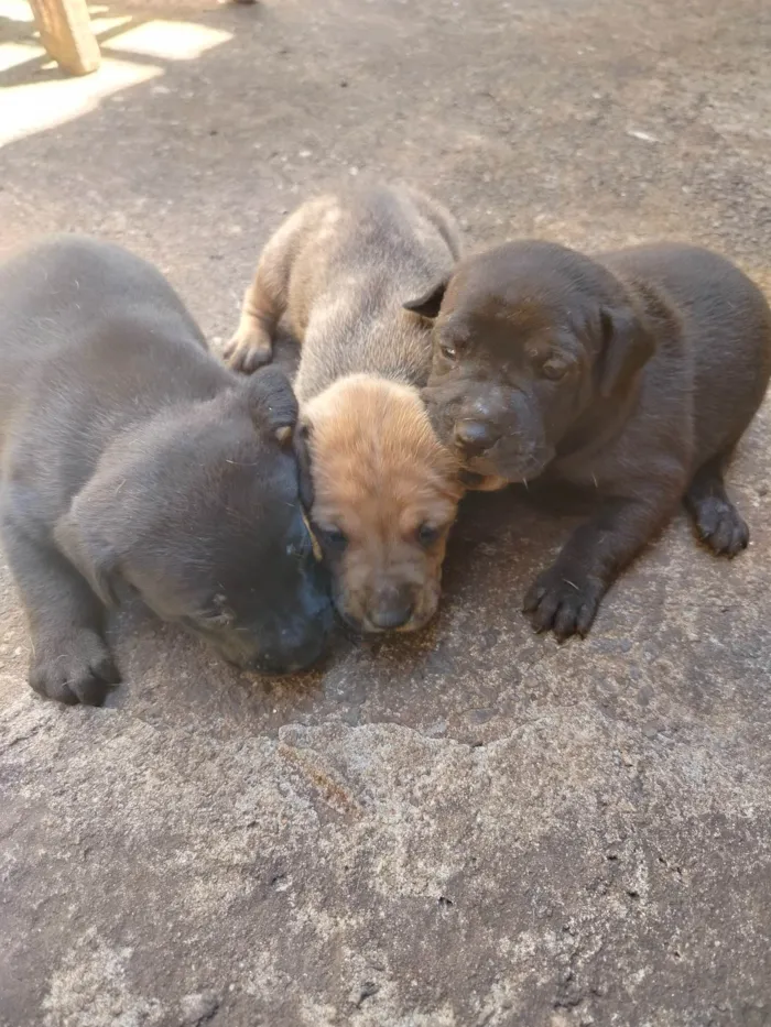 Cachorro ra a Shar Pei com vira lata  idade Abaixo de 2 meses nome Não tem nomes ainda 