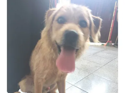 Cachorro raça Labrador+ vira lata  idade 1 ano nome Toddy