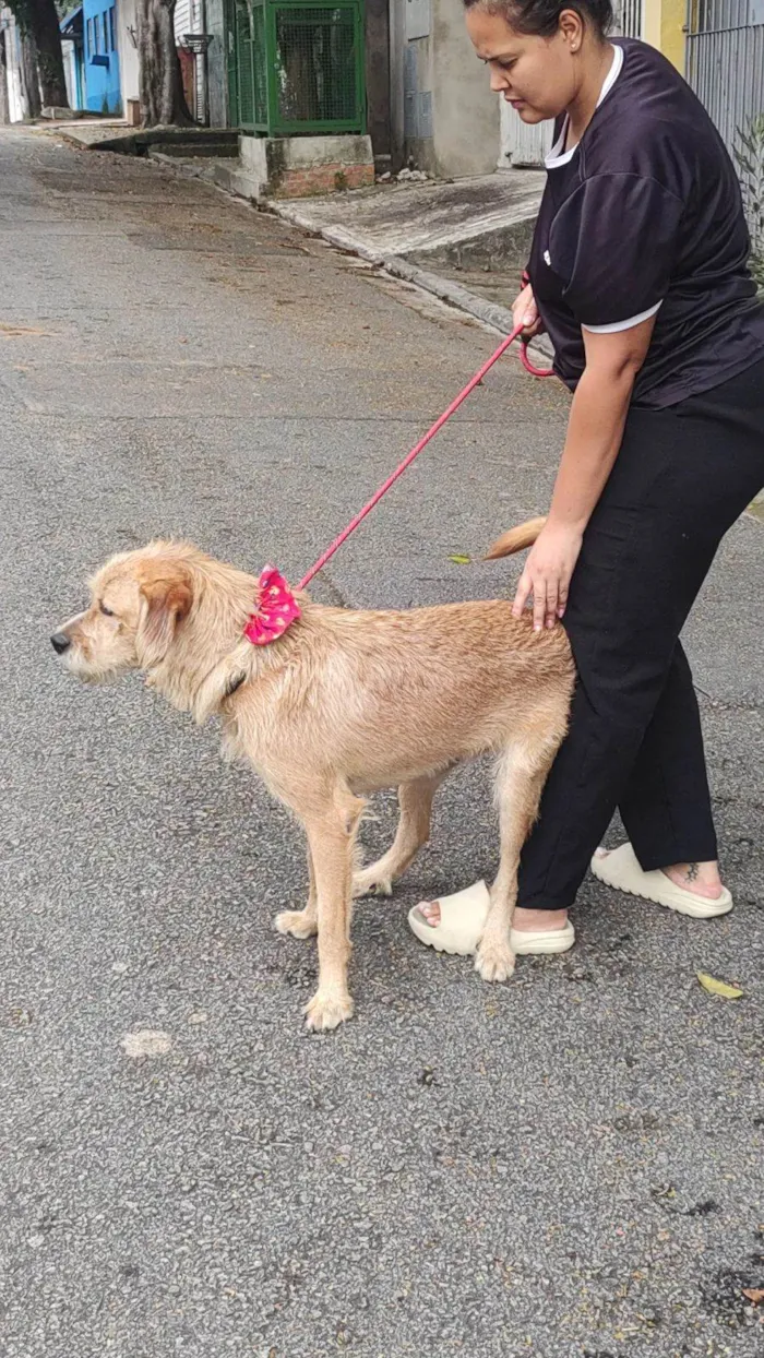 Cachorro ra a Labrador+ vira lata  idade 1 ano nome Toddy