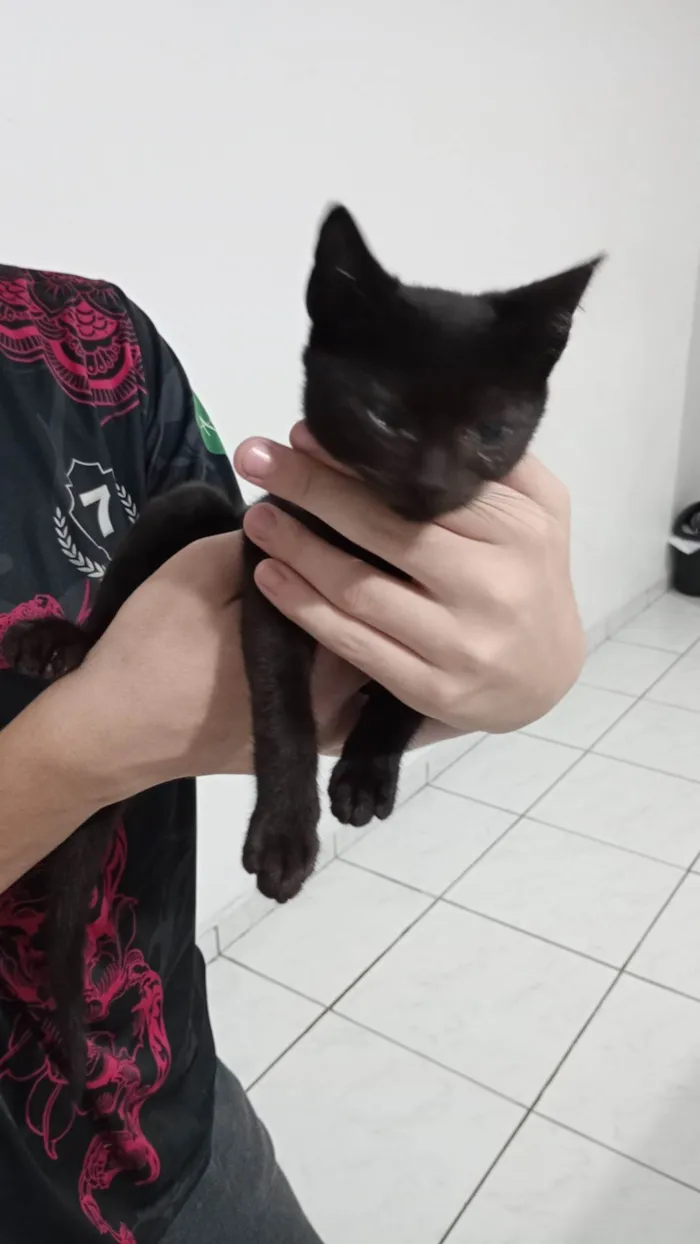 Gato ra a Indefinido  idade 2 a 6 meses nome Mima