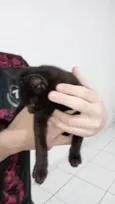 Mima