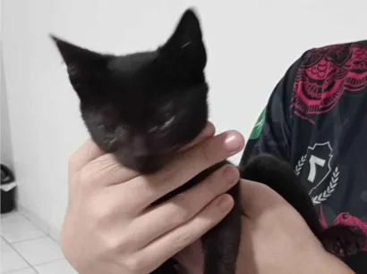 Gato raça Indefinido  idade 2 a 6 meses nome Mima