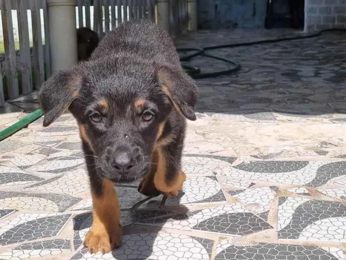 Cachorro ra a Pastor Alemão idade Abaixo de 2 meses nome Rick 