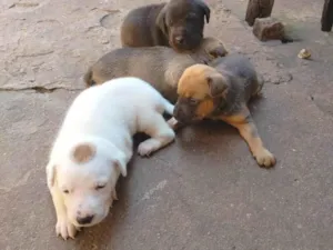 Cachorro raça Shar Pei com vira lata  idade Abaixo de 2 meses nome Não tem nomes ainda 