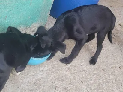 Cachorro raça SRD-ViraLata idade 2 a 6 meses nome Neguinho, poly, fofa