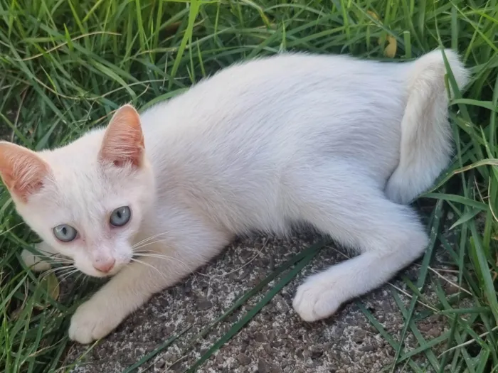 Gato ra a SRD idade 2 a 6 meses nome Mila