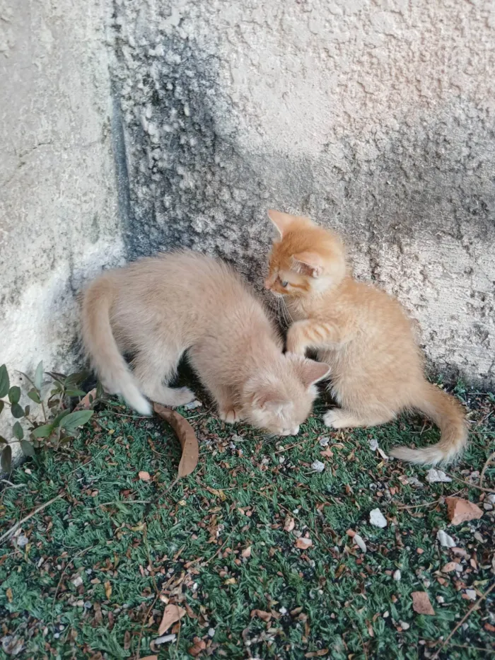 Gato ra a SRD-ViraLata idade 2 a 6 meses nome Gatinhos Amarelos - 2 meses, castração garantida