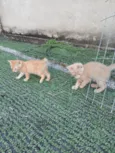 Gatinhos Amarelos - 2 meses, castração garantida