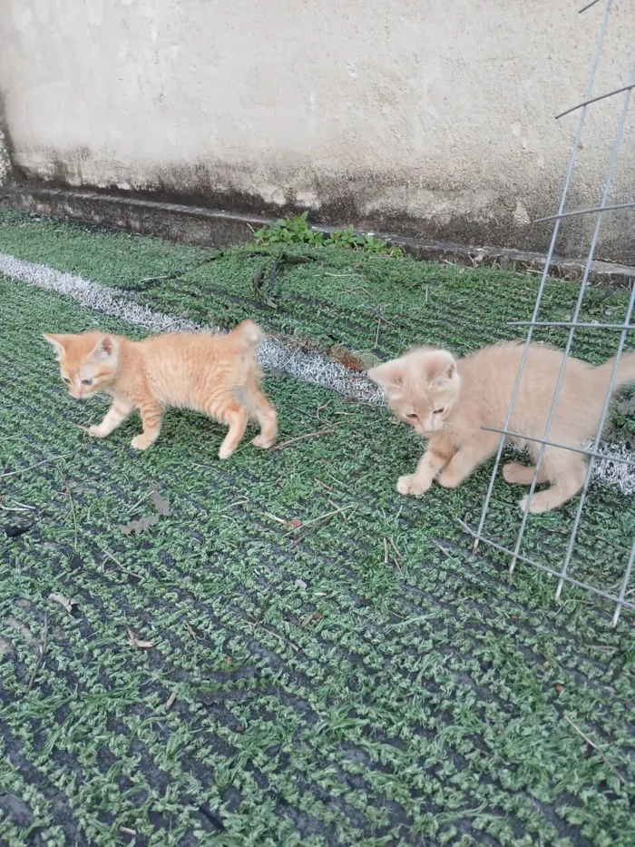 Gato ra a SRD-ViraLata idade 2 a 6 meses nome Gatinhos Amarelos - 2 meses, castração garantida