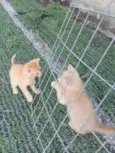 Gatinhos Amarelos - 2 meses, castração garantida