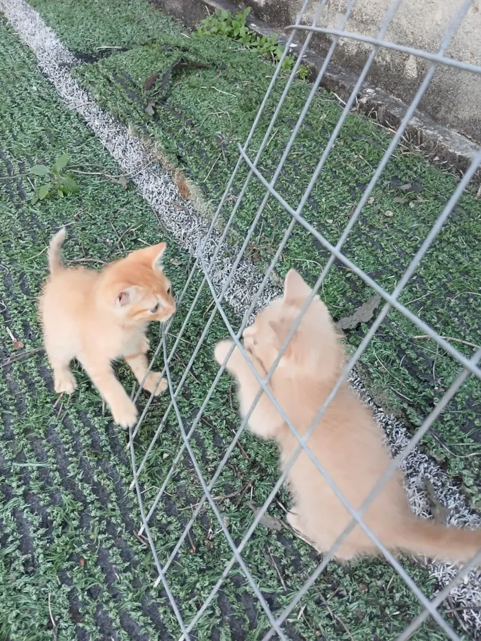 Gato ra a SRD-ViraLata idade 2 a 6 meses nome Gatinhos Amarelos - 2 meses, castração garantida