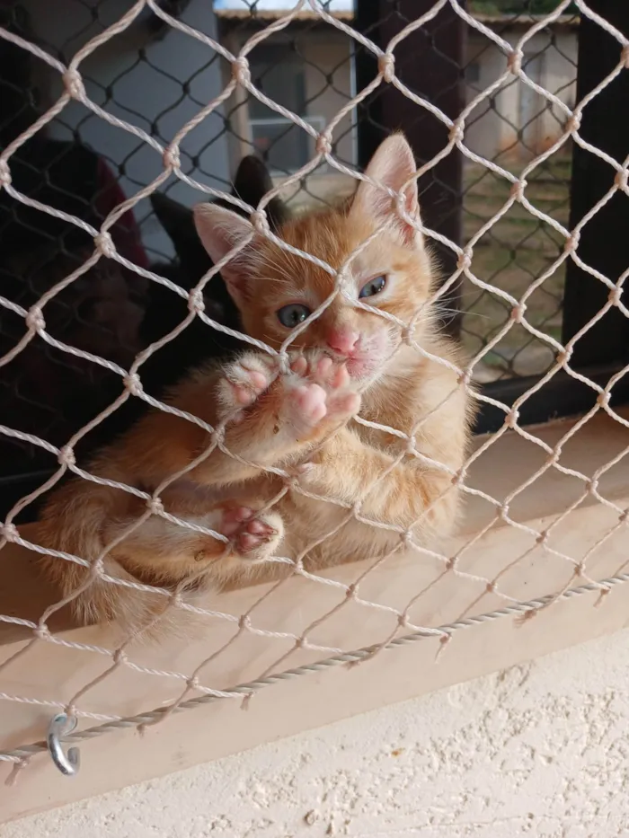 Gato ra a SRD-ViraLata idade 2 a 6 meses nome Gatinhos Amarelos - 2 meses, castração garantida