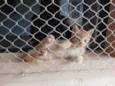 Gatinhos Amarelos - 2 meses, castração garantida