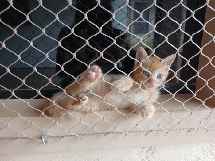 Gato ra a SRD-ViraLata idade 2 a 6 meses nome Gatinhos Amarelos - 2 meses, castração garantida