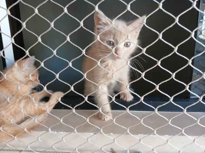 Gato ra a SRD-ViraLata idade 2 a 6 meses nome Gatinhos Amarelos - 2 meses, castração garantida