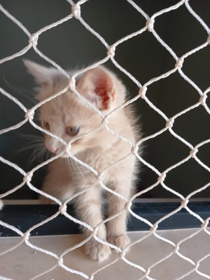 Gato ra a SRD-ViraLata idade 2 a 6 meses nome Gatinhos Amarelos - 2 meses, castração garantida