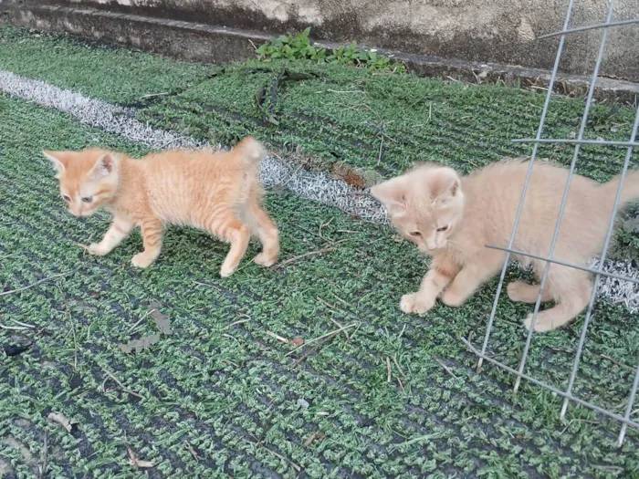 Gato ra a SRD-ViraLata idade 2 a 6 meses nome Gatinhos Amarelos - 2 meses, castração garantida