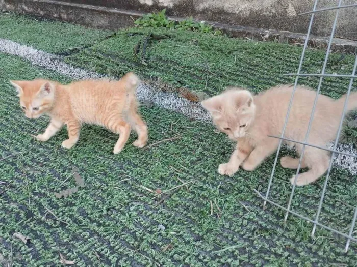 Gato ra a SRD-ViraLata idade 2 a 6 meses nome Gatinhos Amarelos - 2 meses, castração garantida