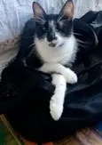 Ayka