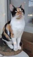 Agnes