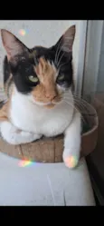 Agnes