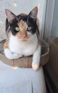 Agnes
