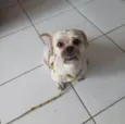 Lhasa, 04 anos, vermifugado e vacinado. Será -6293: