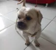 Lhasa, 04 anos, vermifugado e vacinado. Será -6293:
