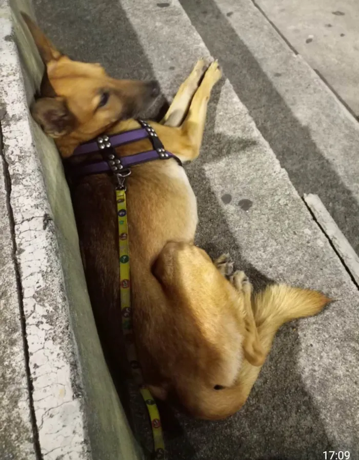 Cachorro ra a SRD-ViraLata idade 6 ou mais anos nome Essa menina tem 10 anos!