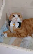 Simba