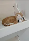 Simba