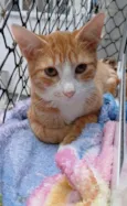 Simba