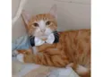 Simba