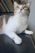 Ramona