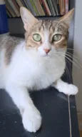 Ramona