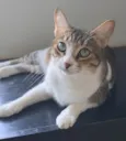 Ramona
