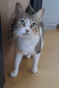 Ramona