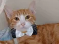 Simba