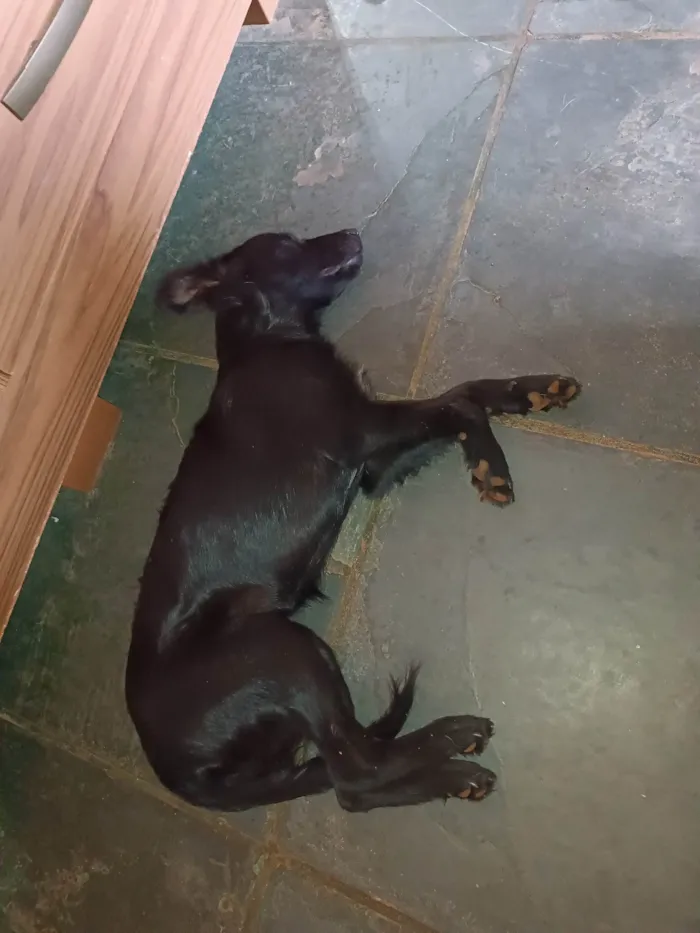 Cachorro ra a Vira lata idade 2 a 6 meses nome Faísca 